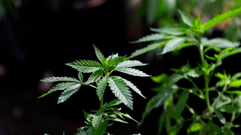 Cannabis leaf on black background