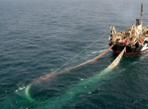 Petition Calls For More Limits on Trawling