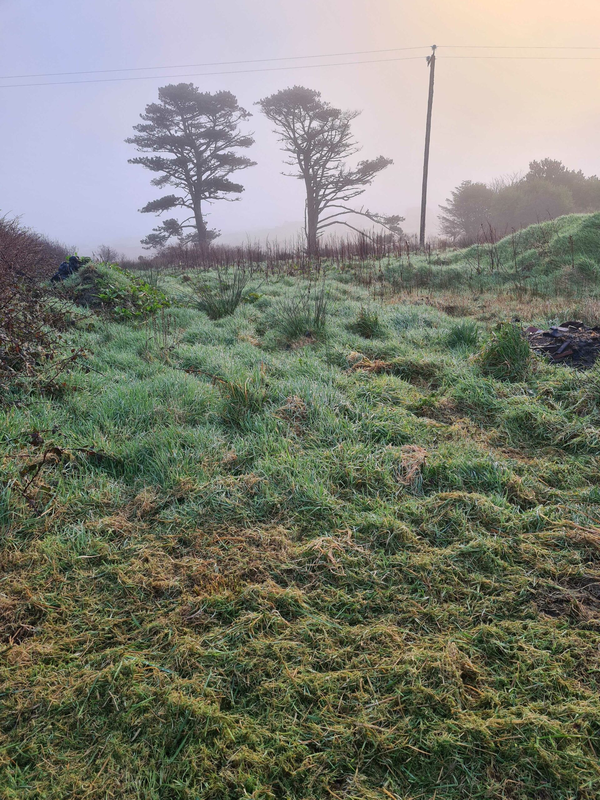 Image of grassy land with trees in the background where Uplift members working on People-Powered Forest