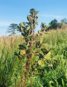 Picture of a tree planted for People-Powered Forest