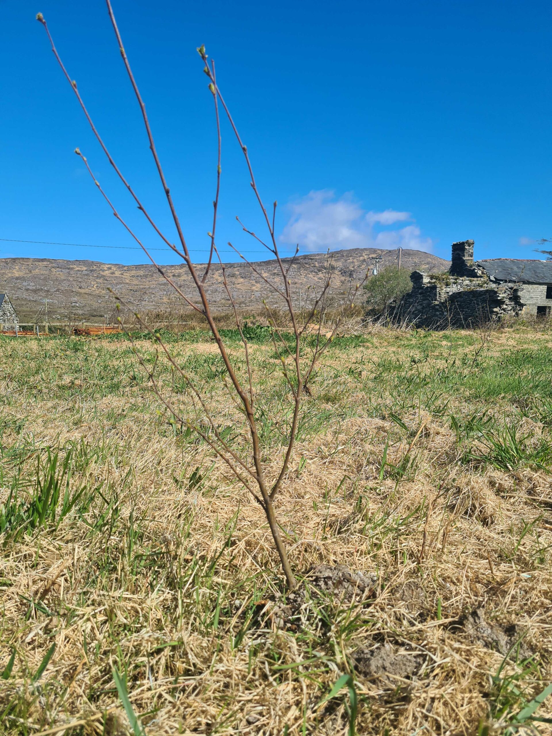 A tree sapling on donated land for the Uplift's people-powered forest