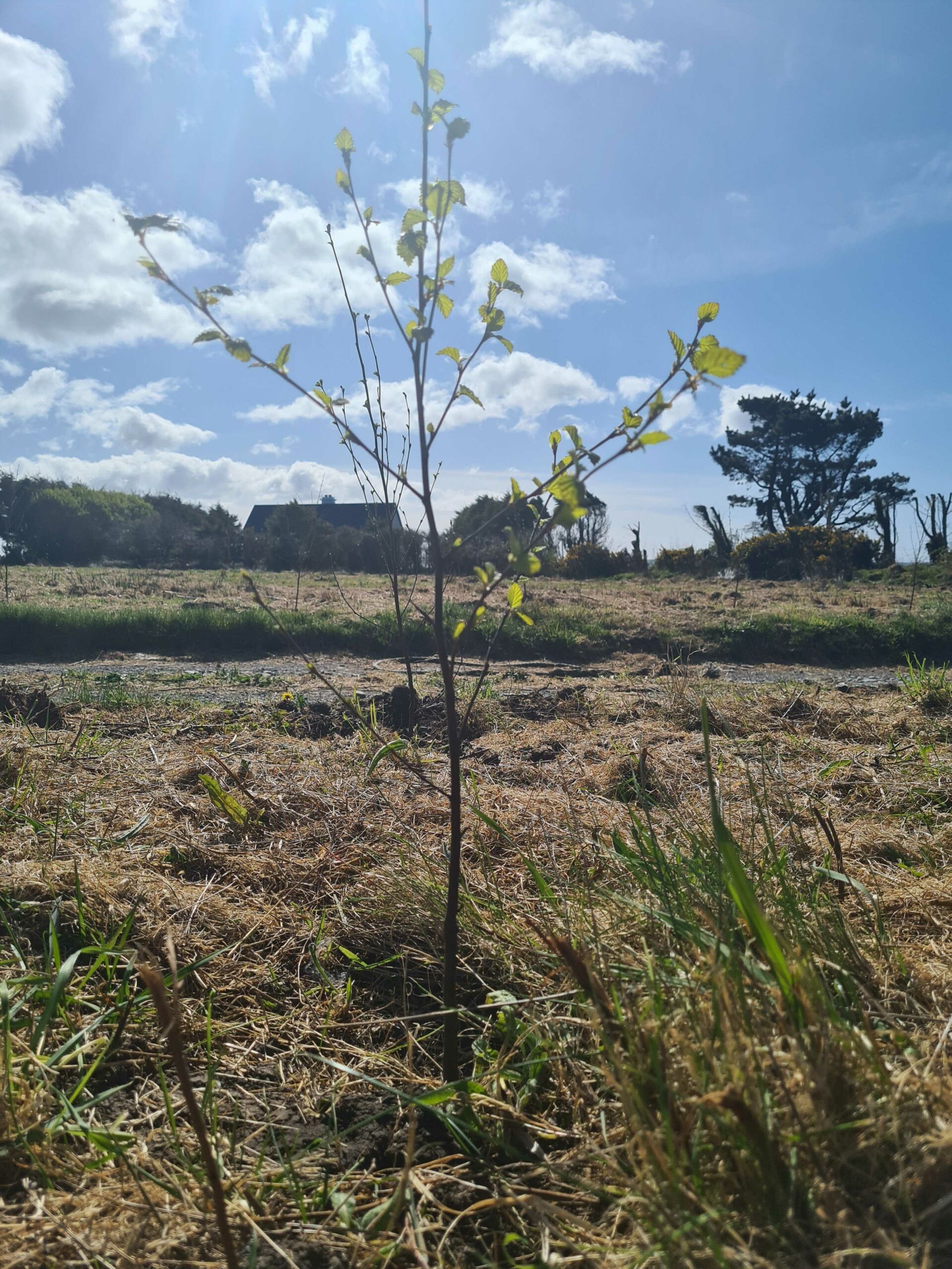 A tree sapling on donated land for the Uplift's people-powered forest